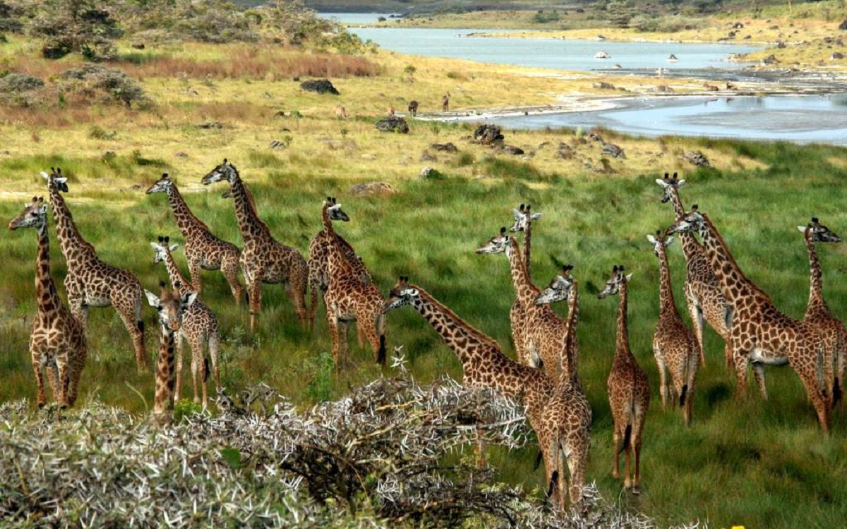 Arusha National park