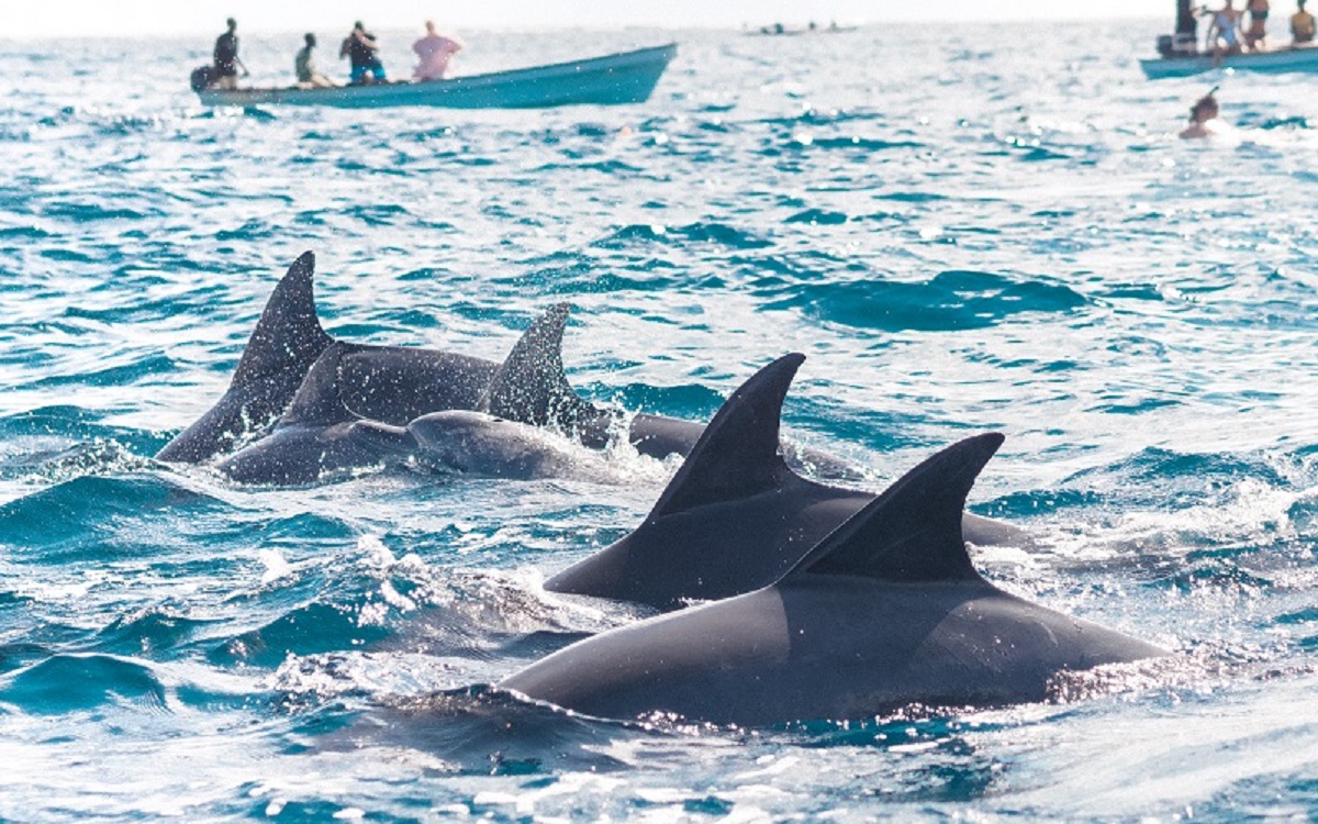 Dolphin in zanzibar